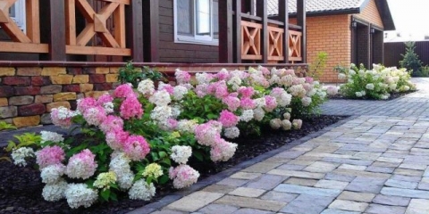 Sorte hortenzije paniculata: sa fotografijama i imenima, ocjena najboljih